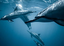 ESPN名嘴：哈韦不想一起打球 50%会被火箭全部交易